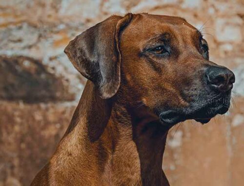 Nouveaux tests pour le Rhodesian Ridgeback